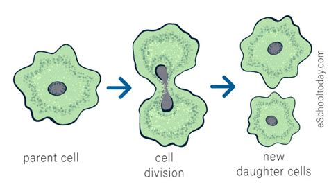 Binary and multiple fission – Eschooltoday