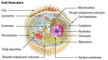 Lysosome - New World Encyclopedia