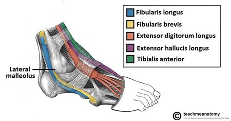 Muscles in the Lateral Compartment of the Leg - TeachMeAnatomy