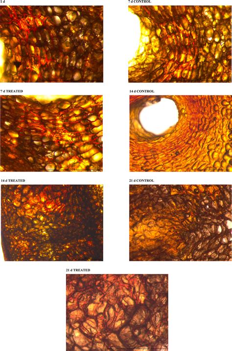 Light microscope micrographs of changes in the sections of Lemon peel ...