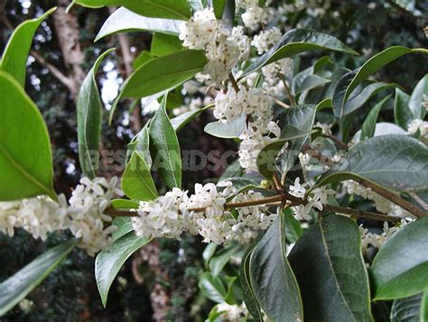 Fragrant Osmanthus - Garden Decoration - Best Landscape Ideas