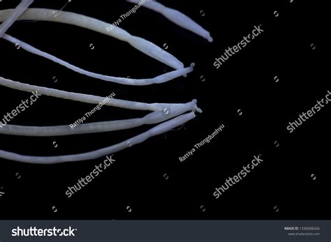 Study Acanthocephala Phylum Parasitic Worms Known Stock Photo ...