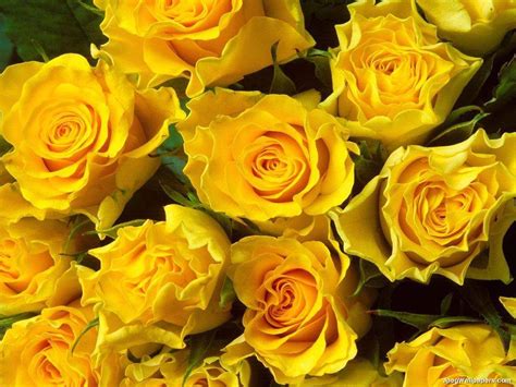 Yellow Roses wallpaper