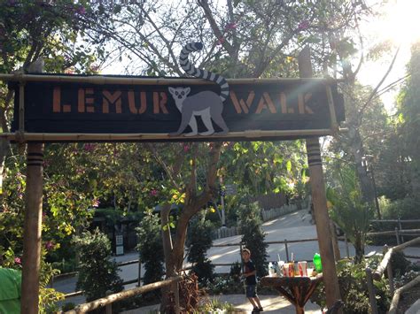 Lemur Walk at the San Diego Zoo Safari Park | Daytripping Mom