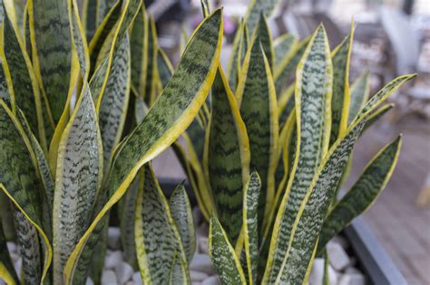 How to Care for a Snake Plant