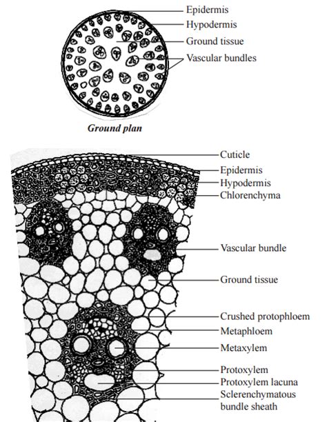 😊 Anatomy of dicot and monocot stem. Anatomy Of Stem Monocot. 2019-01-28