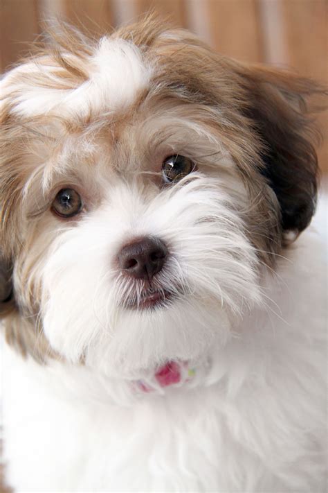 HAVANESE PUPPIES FOR SALE | Havanese puppies, Havanese puppies for sale ...