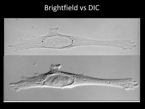 Brightfield Techniques - Institute for Molecular Bioscience ...