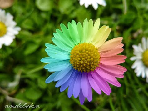 Rainbow Flower Wallpaper - WallpaperSafari