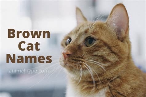 281 Brown Cat Names That Evoke Warmth and Charm - Animal Hype