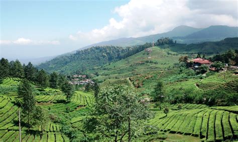 Agro Wisata Gunung Mas Bogor, Tempat Liburan dan Menginap Bersama ...