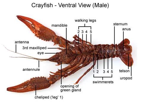 Aqua Fanatic: Crayfish Anatomy