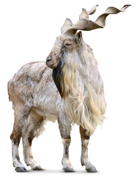 Spiral Horned Goat | Markhor Facts | DK Find Out