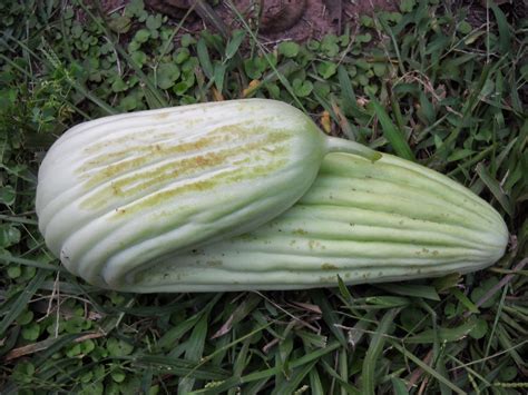 Gold Hill Plant Farm: Armenian Cucumber Sculpture