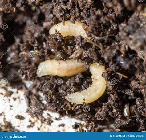 May-bug Larvae In The Soil Background. Stock Image | CartoonDealer.com ...