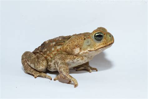 Expert to explain latest cane toad controls – Echonetdaily