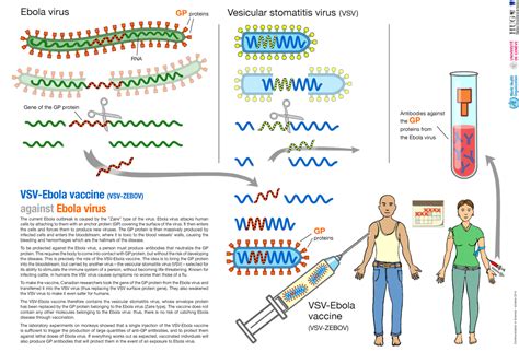 Breakthrough Ebola Vaccine Provides Hope for West Africa