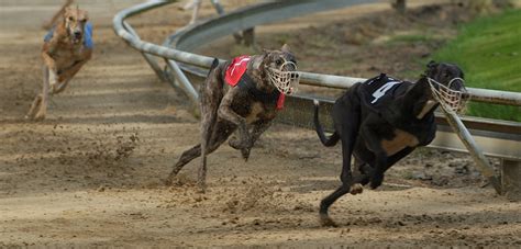 It’s Time to Stop Greyhound Racing In Its Tracks | ASPCA