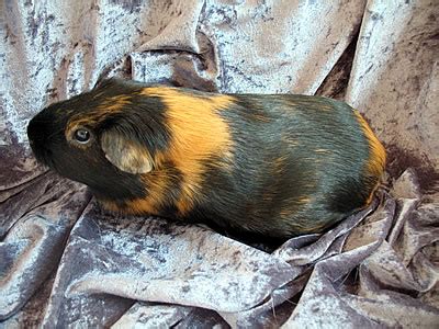 All types of Guinea Pig breeds described and help to determine them