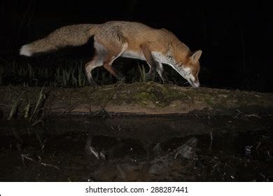 Red Fox Walking Along Fallen Log Stock Photo 269925983 | Shutterstock