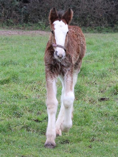 Shire Horse Foal | This foal was born at 9:30pm on Friday 03… | Flickr