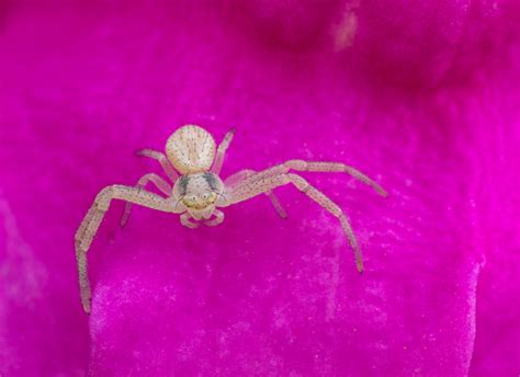 Baby Crab Spider. - PentaxForums.com