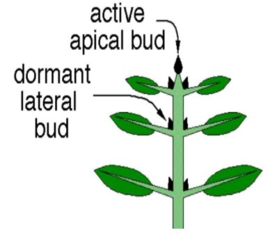 What is apical dominance?