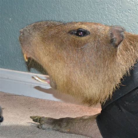 JoeJoe the Capybara