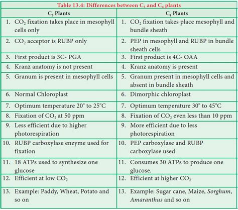 Hatch & Slack Pathway or C4 Cycle or Dicarboxylic Acid Pathway or ...