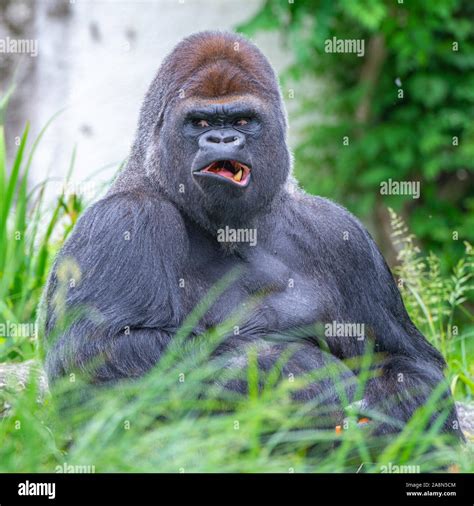 funny gorilla pictures - Doug Lavelle