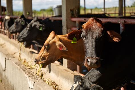 Carabao Milk | Cagayan Tourism