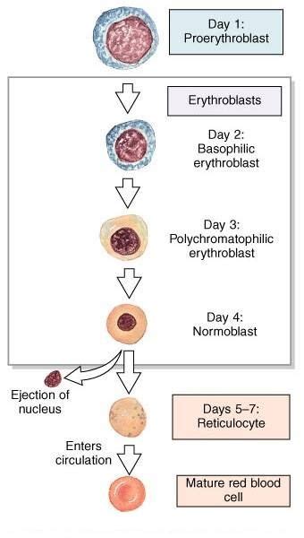 Erythropoiesis Stages in 2023 | Medical laboratory science, Medical ...