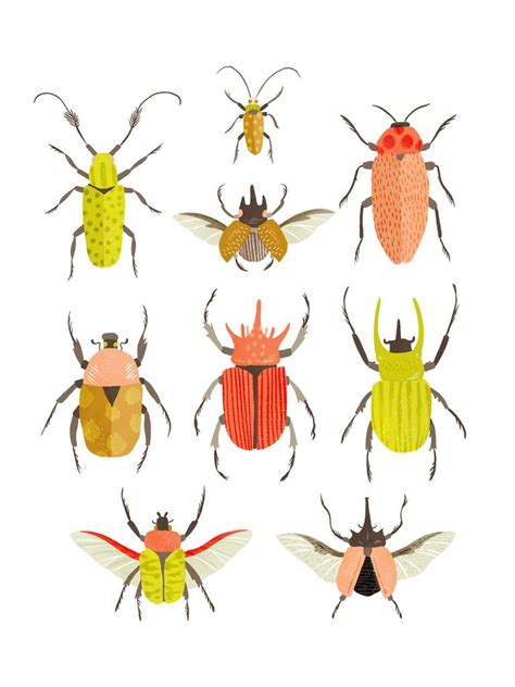 Beetle Identification Chart | Insektenkunst, Käfer insekt, Illustration