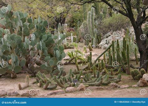 Cactus Garden in Arizona stock photo. Image of garden - 118643064