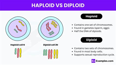 Haploid vs Diploid - Key Differences and Characteristics Explained ...