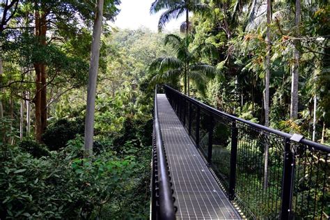 Tamborine Forest Skywalk Mt Tamborine | Must Do Gold Coast