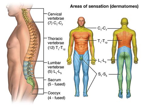 Spinal Cord Injury — Paralysis Center