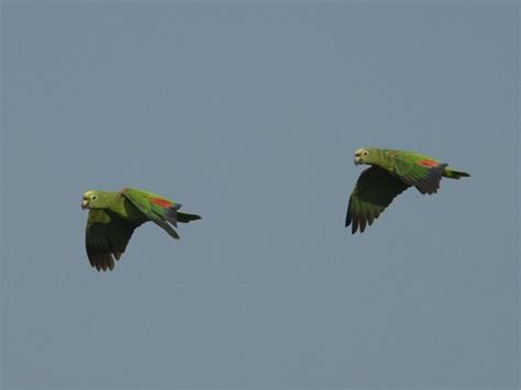 Parrot Encyclopedia | Yellow-crowned Amazon | World Parrot Trust