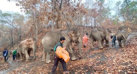 Elephant's Massive Migration Return Home After The Number Of Tourists ...