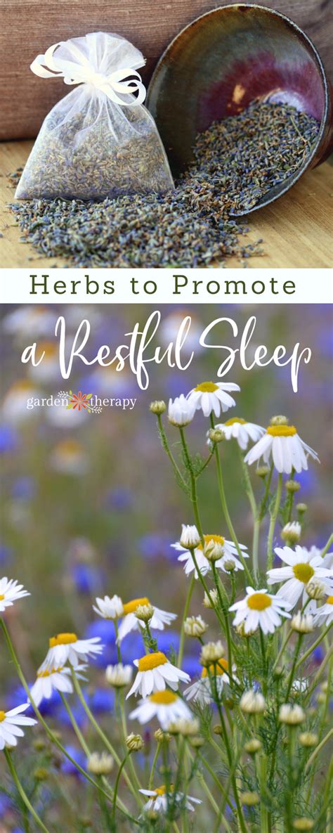 The Best Natural Sleep Aid: How to Use Herbs for Sleep - Garden Therapy