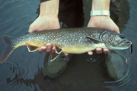 How to Fish for Lake Trout | GearJunkie