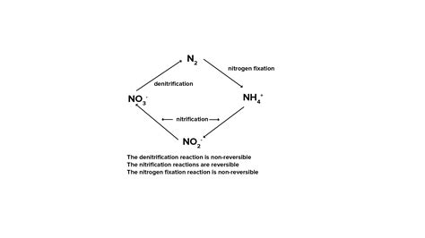 Which enzyme is involved in biological nitrogen fixation?