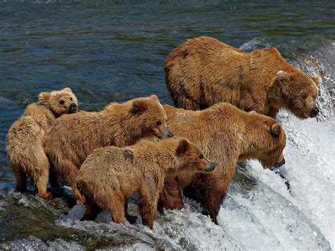 What Do Grizzly Bears Eat | Grizzly Bears Diet