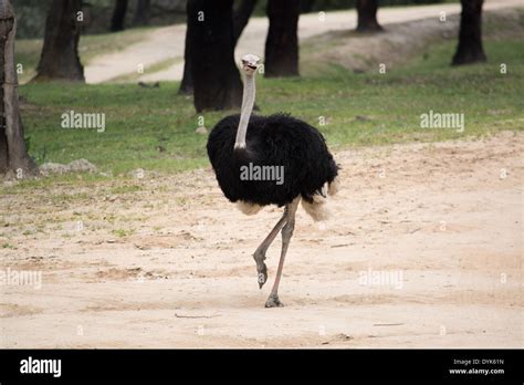 an ostrich running Stock Photo - Alamy