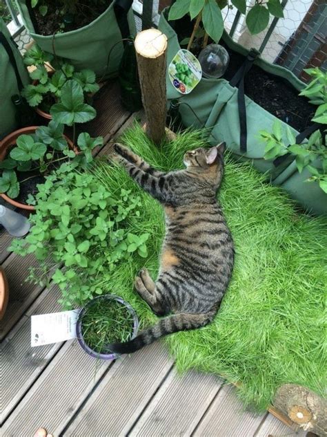 Cat grass box for the ba - How to Garden-Design | Cat grass box, Cat ...