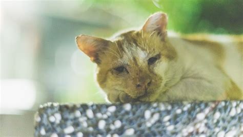 Dementia In Cats (Cognitive Dysfunction Syndrome): Symptoms, Causes ...