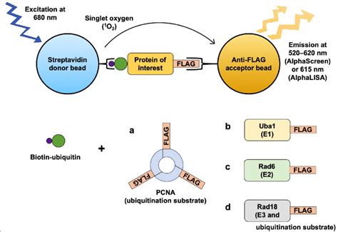 Diagram of the Alpha assays for: a PCNA ubiquitination, b... | Download ...