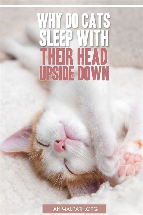 Why Do Cats Sleep with Their Head Upside Down? in 2021 | Cat sleeping ...