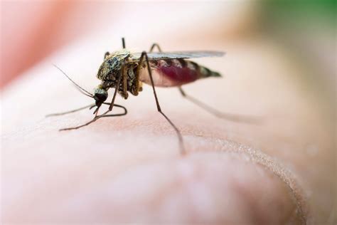 Mosquito Bites: 10 Reasons You Get Bitten | Reader's Digest