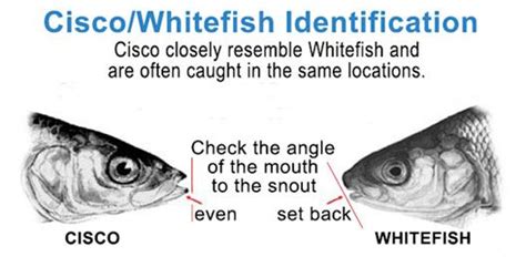 Cisco & Whitefish Identification